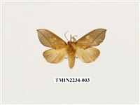 藏品(黃斑舟蛾)的圖片